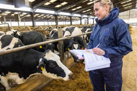 Woman inspects cows in their shed