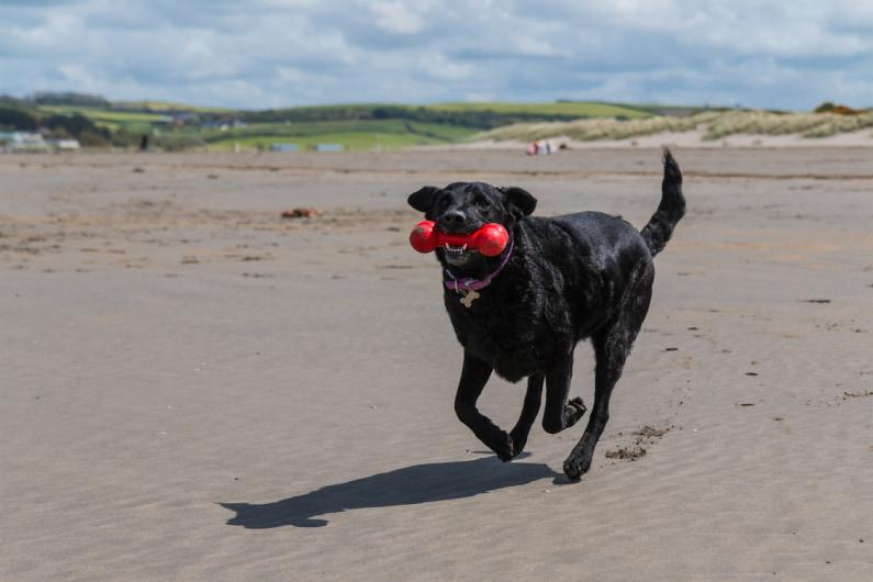 A dog running along the beach with a toy in his mouth