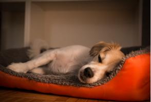 A dog sleeping in a soft bed