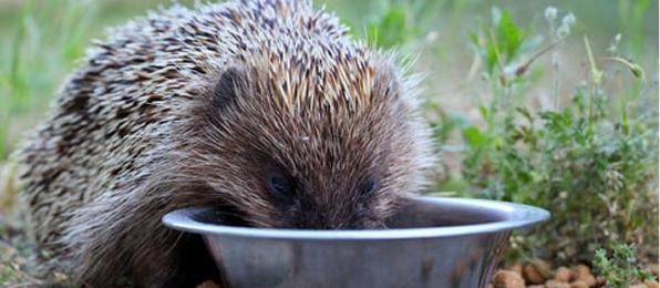 A hedgehog drinking from a bowl of water