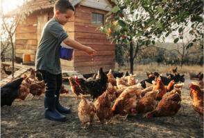 A young boy feeding some chickens