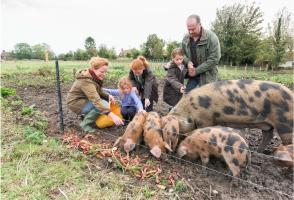 A family feeding a group of pigs