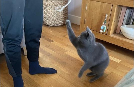 A cat having playtime with it's owner