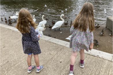 Two children feeding some swans