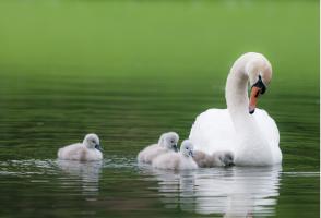 A family of swans