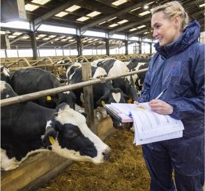 An RSPCA assured officer visiting some cows