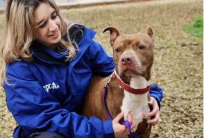 An RSPCA staff member with a dog