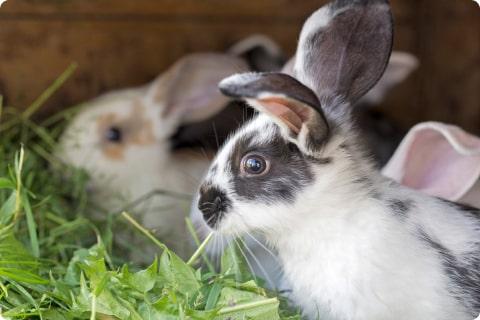 Two rabbis in hutch amongst the grass