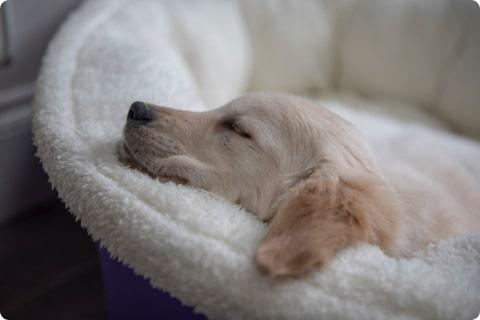 Sleeping puppy in bed