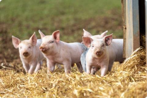 Four piglets on a farm gathered around a barn entrance.