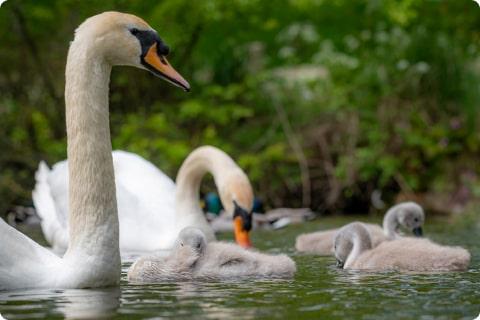 Swans and litter swimming in river