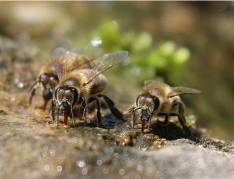 Three Bees drinking