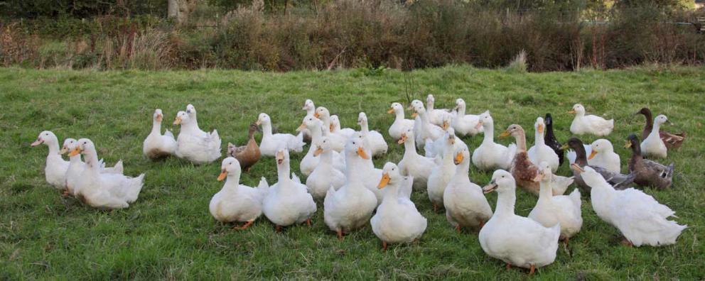 Free-range Pekin ducks in a field on a UK farm.