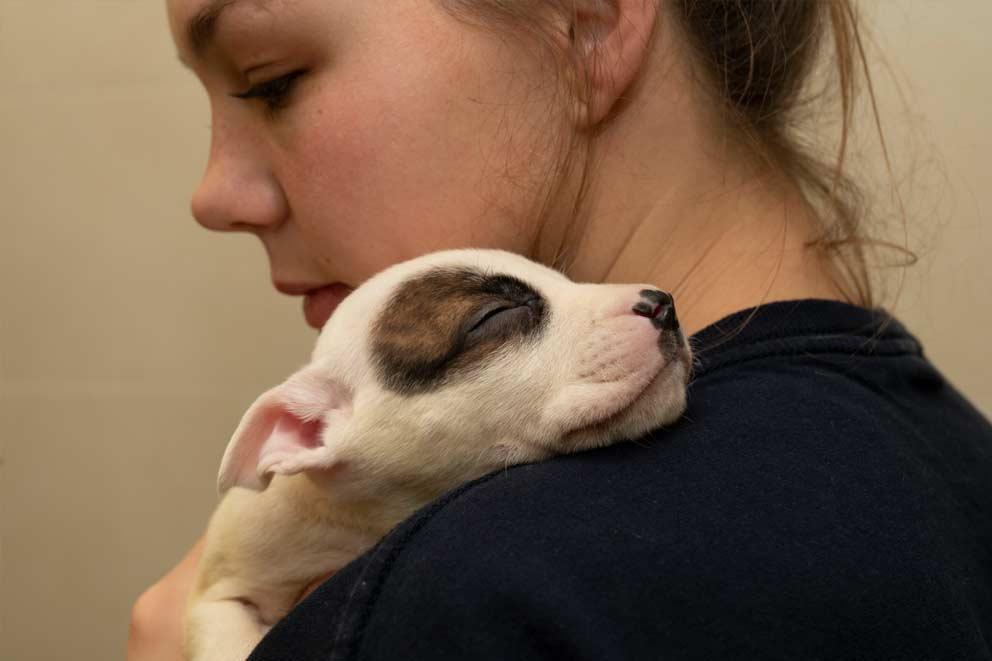 Animal care assistant Charlie with a staffordshire bull terrier puppy on her shoulder.