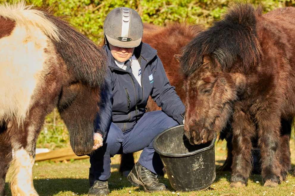 RSPCA animal care assistant feeding two shetland ponies.