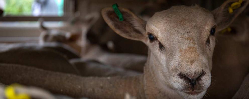 A sheep inside a lorry in preparation for export.