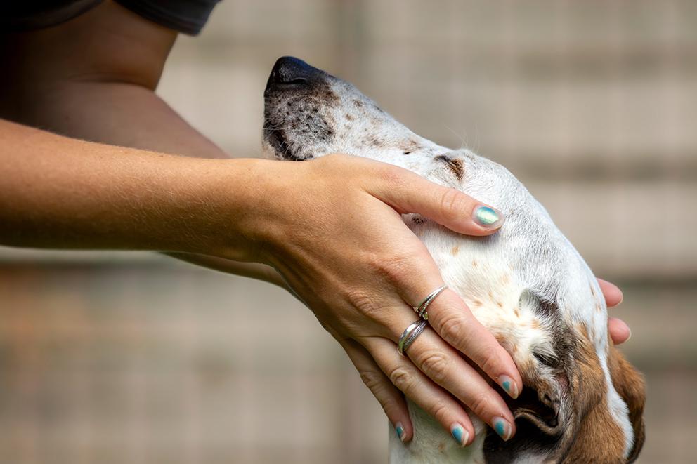 A lady embraces a dog who is looking towards her.