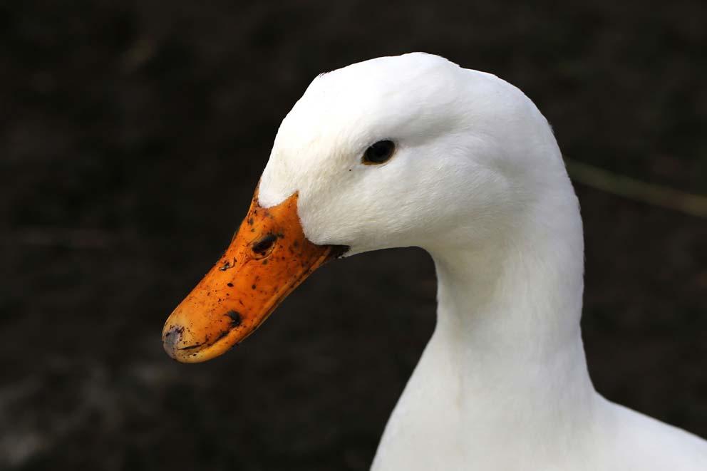 A close-up of a white duck, the type of breed used in Foie Gras production.