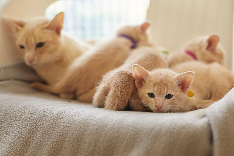 Litter of ginger kittens on a blanket