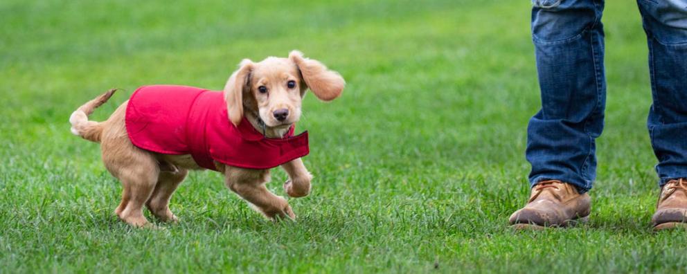 Rescue puppy pictured with his new family on a dog walk.