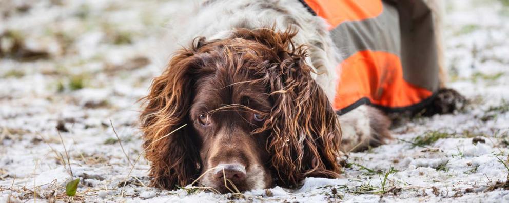 Portrait of an English Springer Spaniel laying in the snow on a cold winter's day.