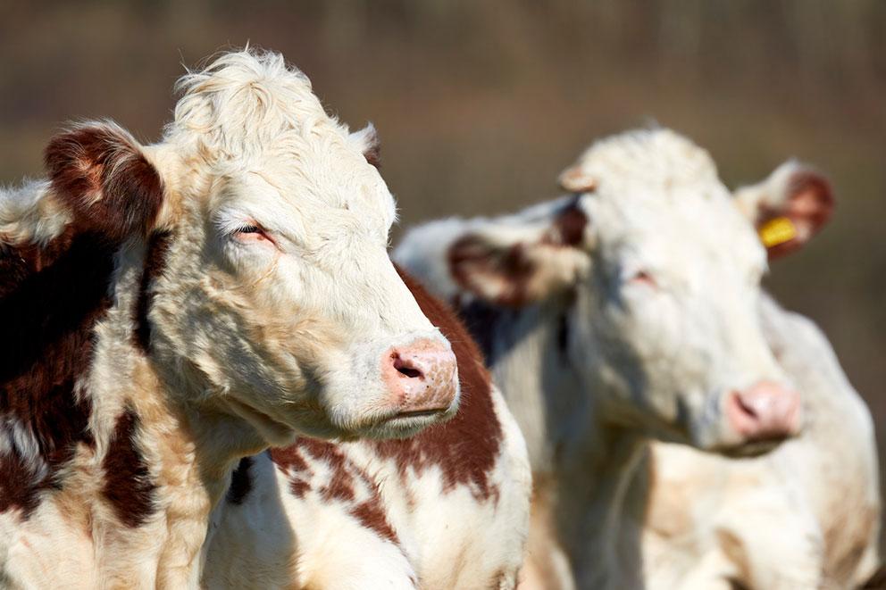 Two cows standing outdoors.