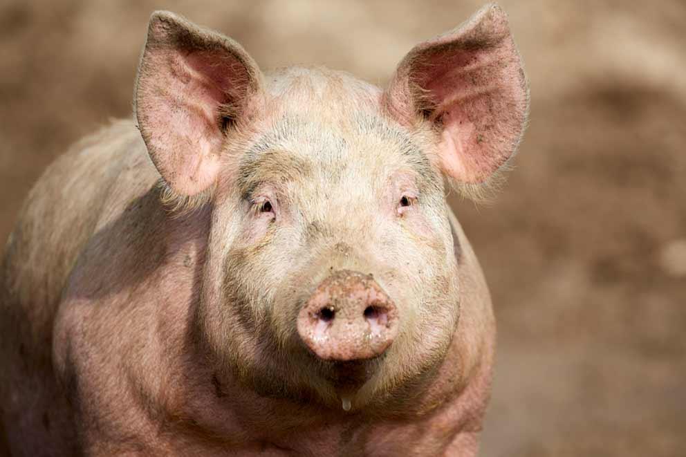 Pig standing outside.