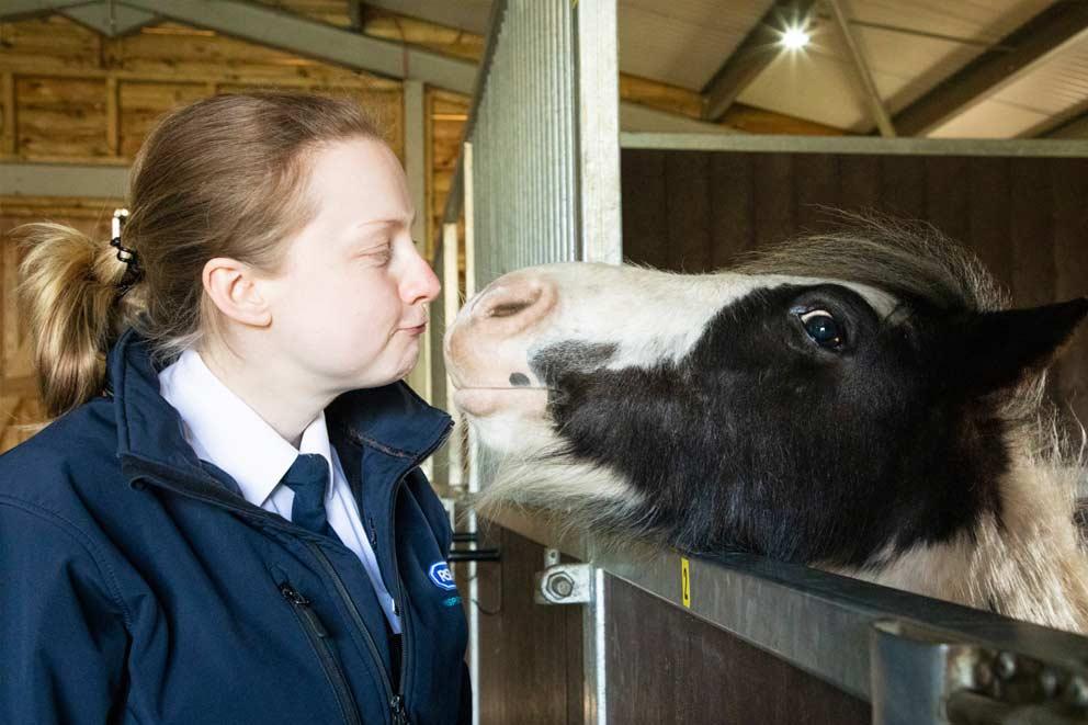 RSPCA Inspector nose-to-nose with a Welsh cross cob piebald horse.