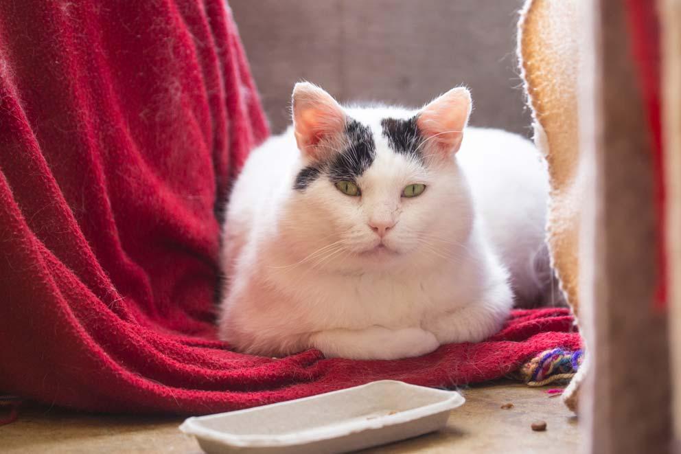 A cat lying on red blanket with cat treats by their paws.