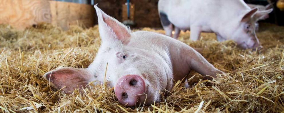 Pig cooling off in the hay on a hot summer's day.