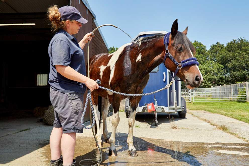 A stable superviser hosing down a horse on a sunny day.