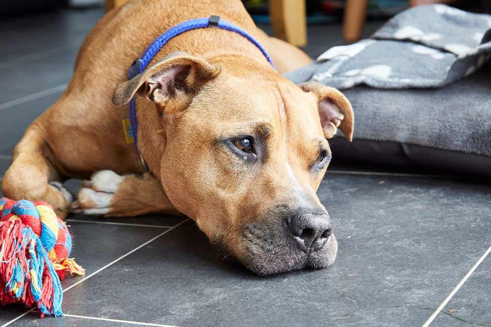 Staffy bull lying on the floor