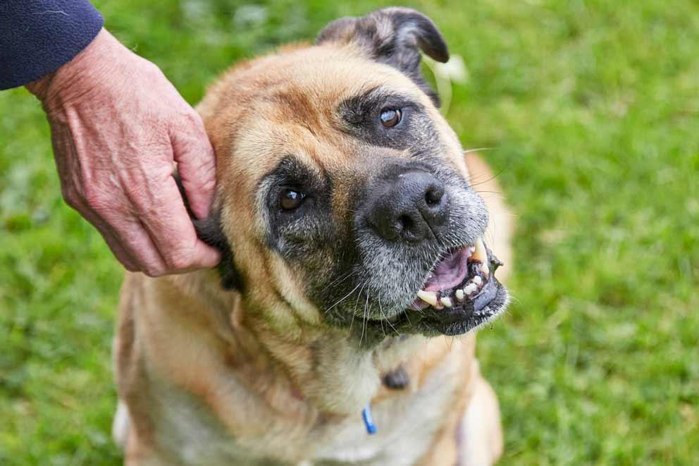 large brown dog having his ear scratched