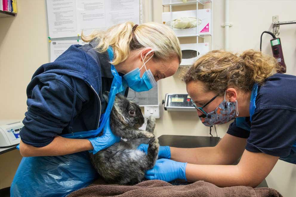 two veterinary surgeons examining adult rabbit