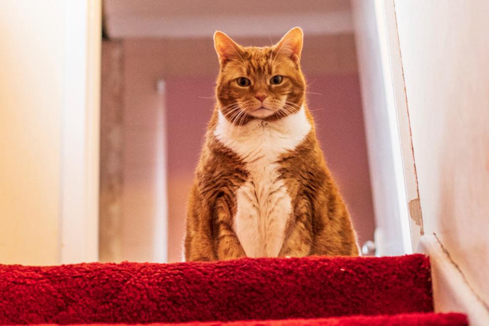 overweight orange and white cat sitting on the stairs