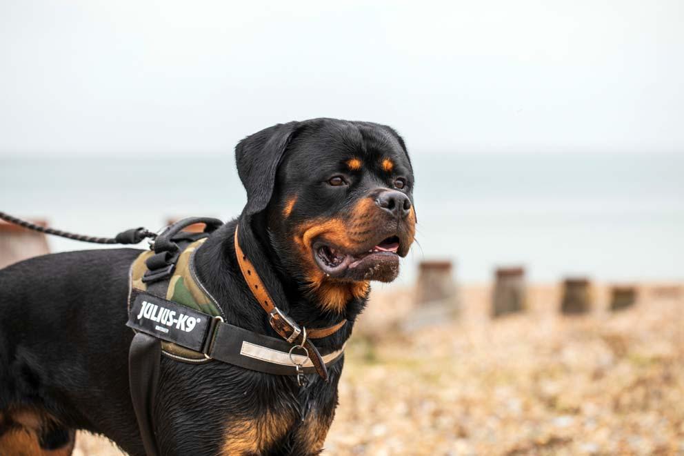 A male Rottweiler having a walk on a pebbly beach.