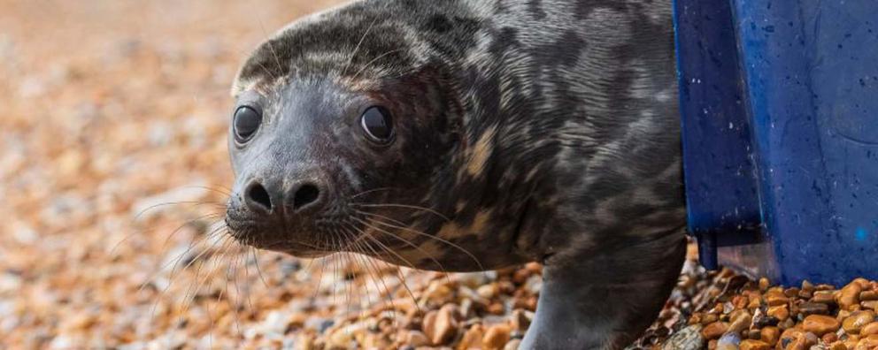 released seal on pebble beach