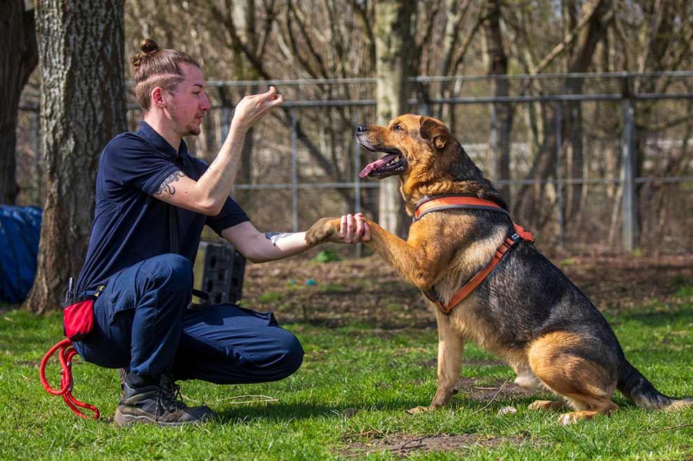 Dog with trainer in a park