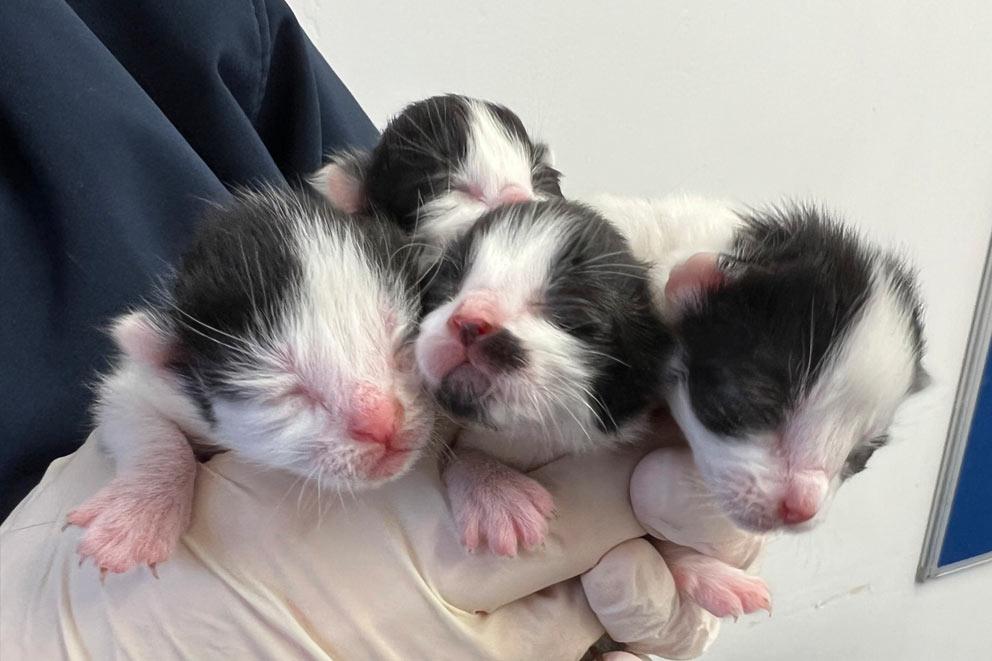 A close-up of a litter of four kittens held in gloved hands.