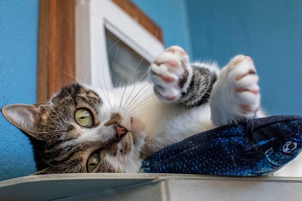 Tabby cat laying on its side