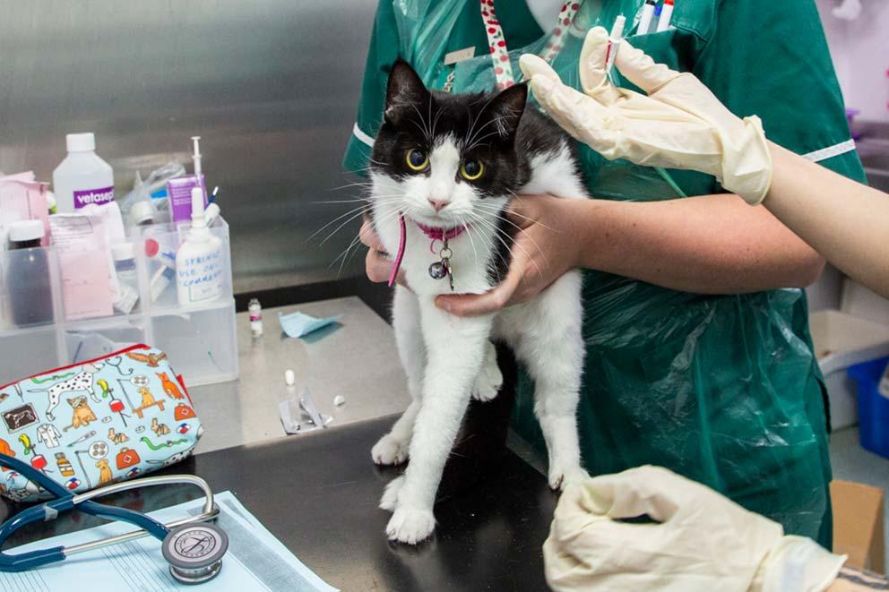 cat receiving flea treatment