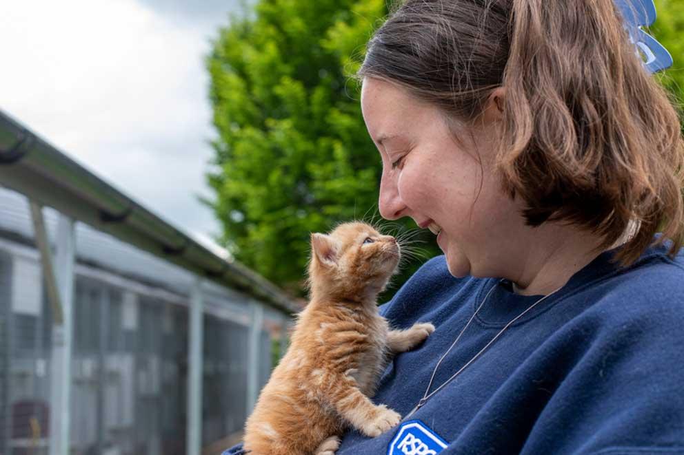 A small ginger cat on the chest of an RSPCA staff looking at her