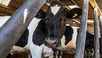 Beef cattle in a cow stall on RSPCA assured Barracks farm in Surrey.