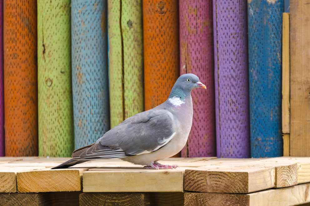 A woodpigeon settled on a garden bench.