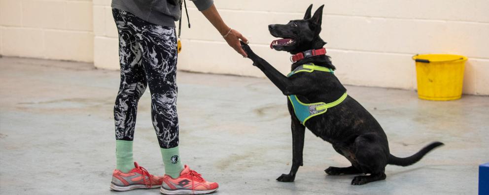 Agility training with animal care assistant and a dog called Rogue indoors.