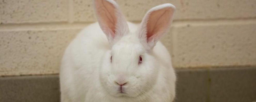 A rescued New Zealand White rabbit , this breed is the most commonly used for meat farming.