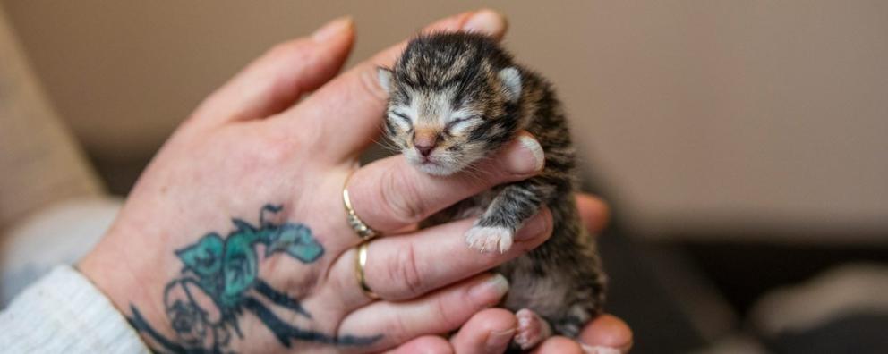 A woman holiding a newborn kitten in her hands.