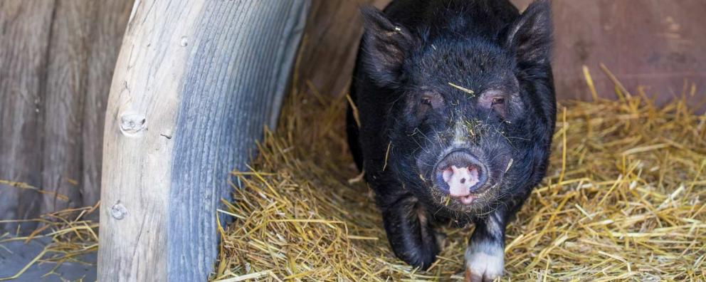 A pot-bellied pig named Chuck at Block Fen Animal Centre. because his owner couldn't look after him.