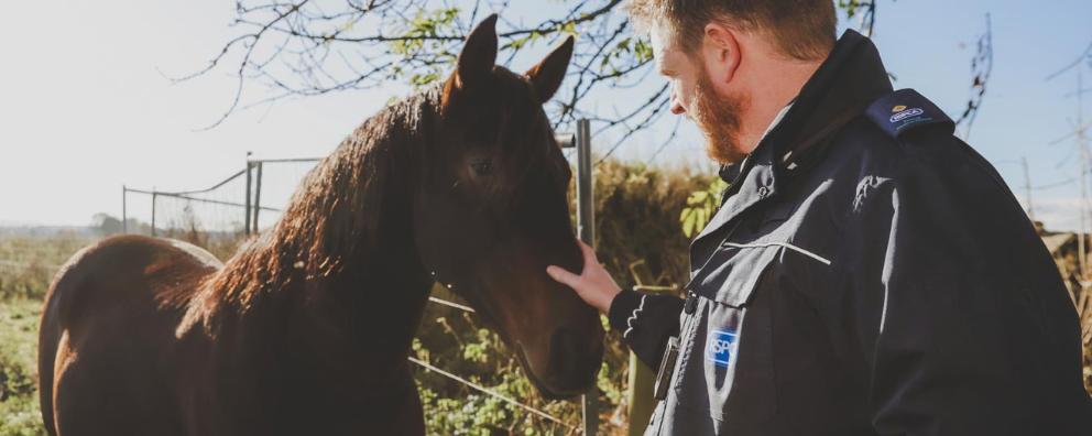 RSPCA inspector checking on a horse in flooded field.