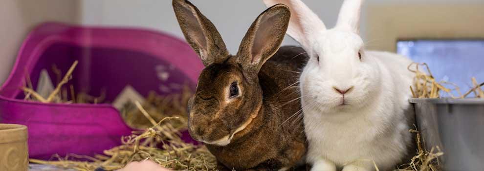 brown rabbit and white rabbit in hutch